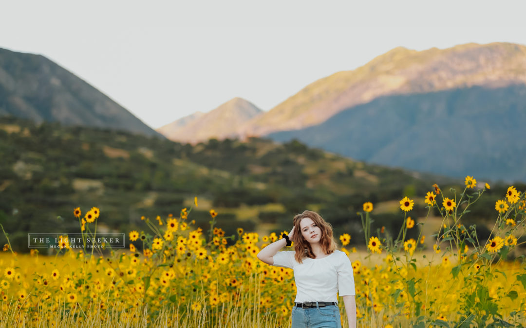 Utah Wild Sunflowers